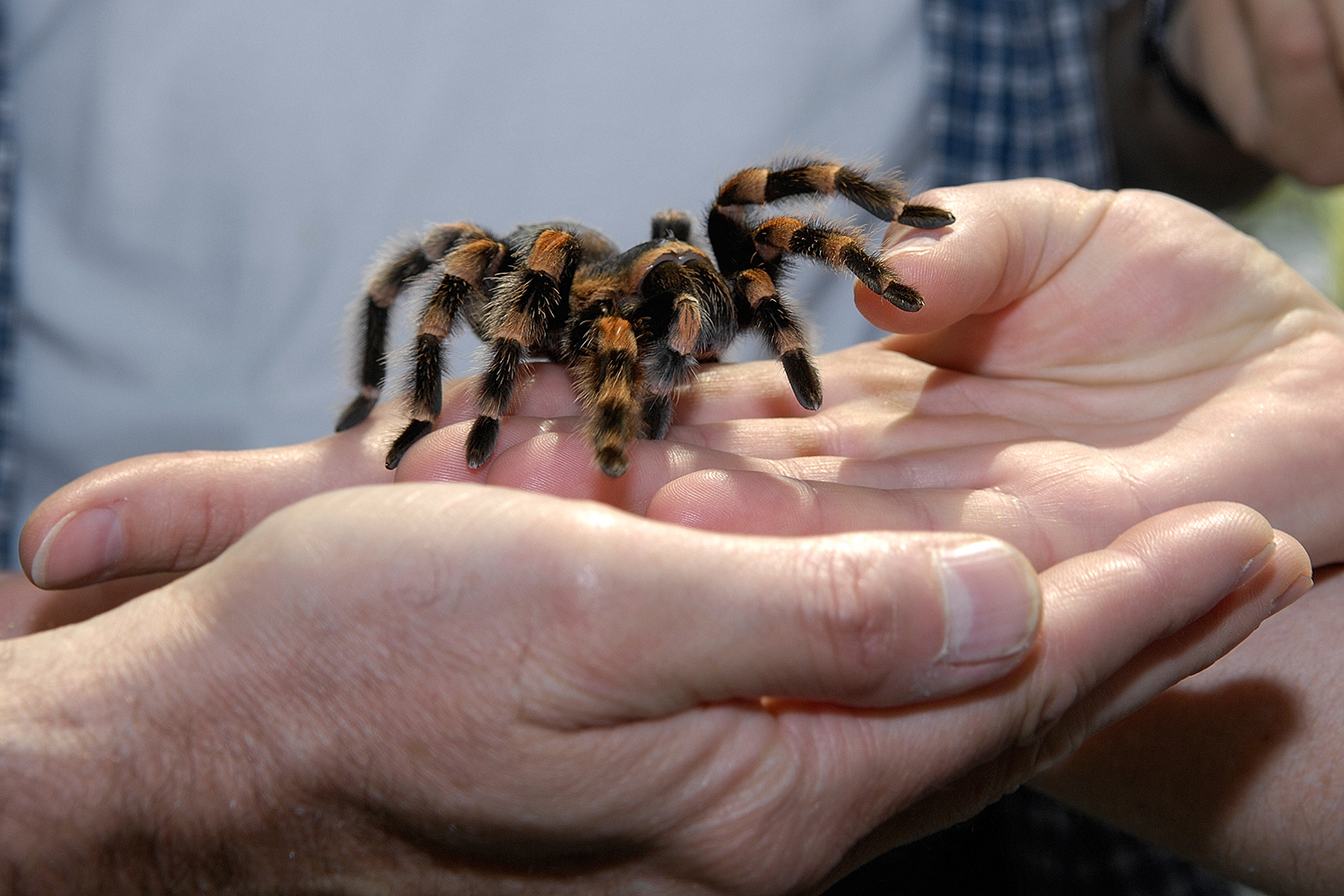 Change-Management-Seminar mit der Vogelspinne Cassiopeia